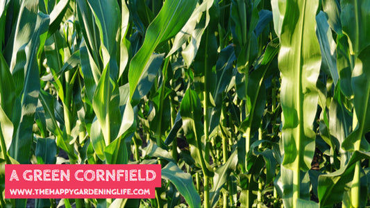 A Green Cornfield