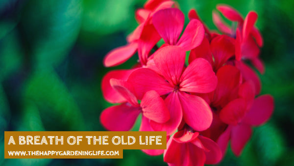 A Breath Of The Old Life