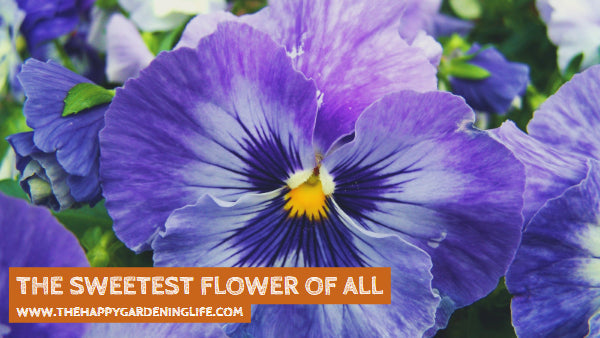 The Sweetest Flower Of All