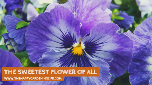 The Sweetest Flower Of All