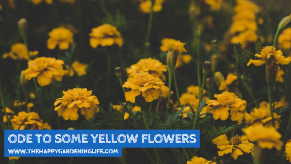 Ode To Some Yellow Flowers