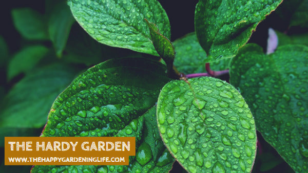 The Hardy Garden