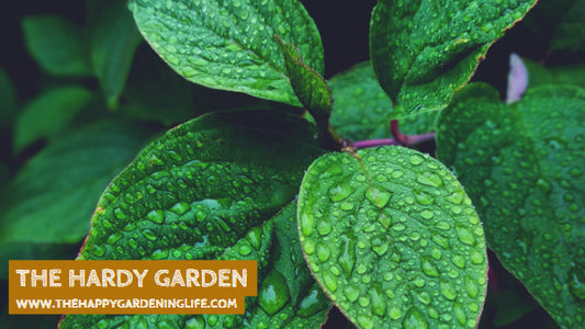 The Hardy Garden