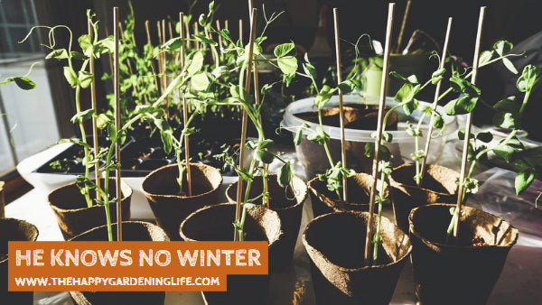 He Knows No Winter
