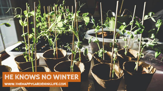 He Knows No Winter