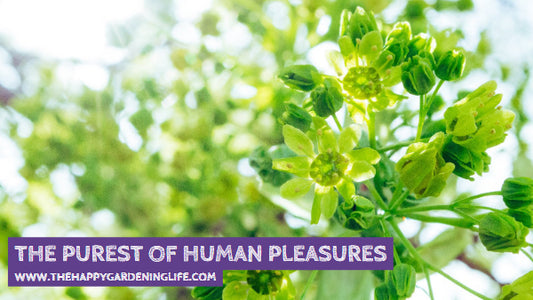 The Purest Of Human Pleasures