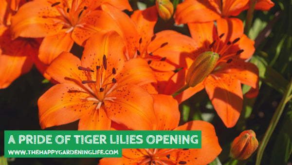 A Pride Of Tiger Lilies Opening