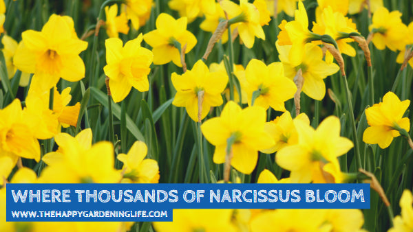 Where Thousands Of Narcissus Bloom