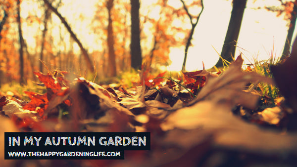 In My Autumn Garden