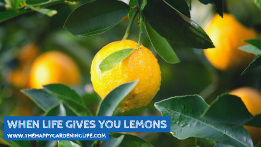 When Life Gives You Lemons