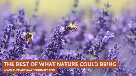 The Best Of What Nature Could Bring