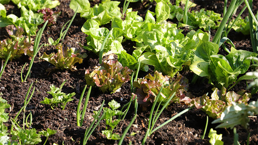 May Garden Chores