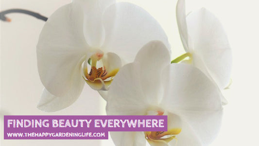 Finding Beauty Everywhere