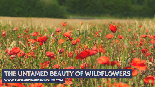 The Untamed Beauty Of Wildflowers