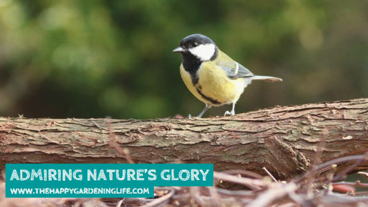 Admiring Nature's Glory