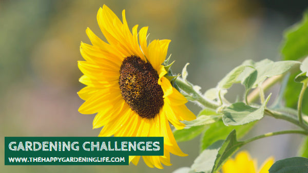 Gardening Challenges