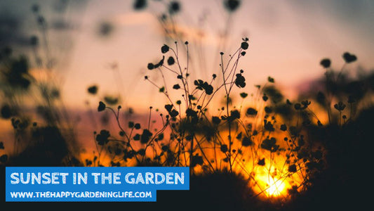 Sunset In The Garden