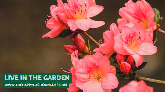 Live In The Garden