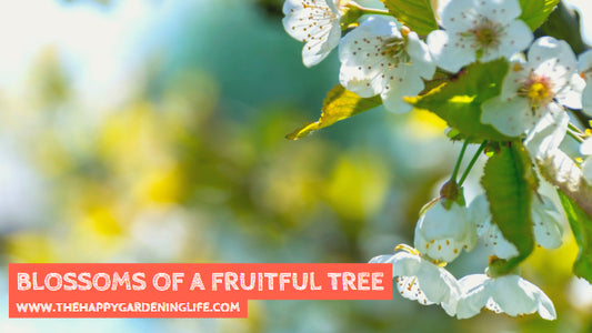 Blossoms Of A Fruitful Tree