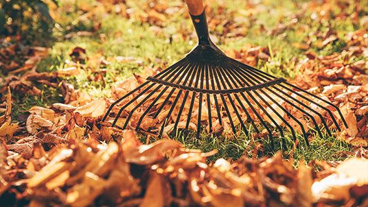 November Garden Chores