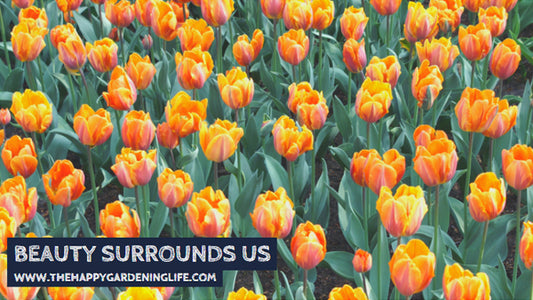 Beauty Surrounds Us