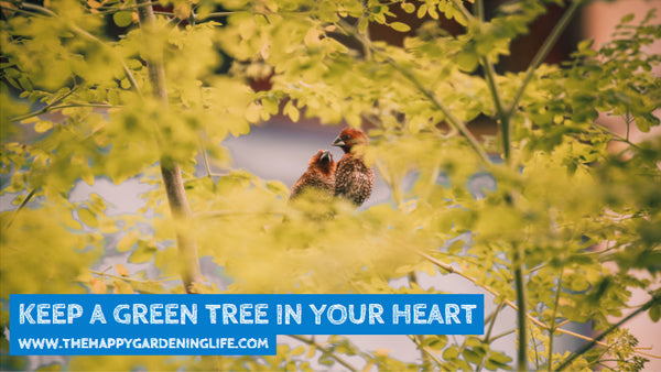 Keep A Green Tree In Your Heart