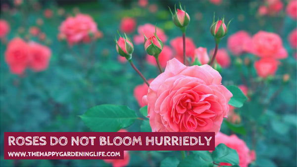 Roses Do Not Bloom Hurriedly