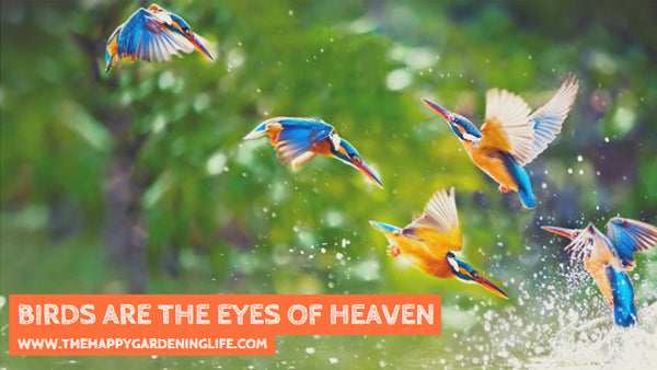 Birds Are The Eyes Of Heaven