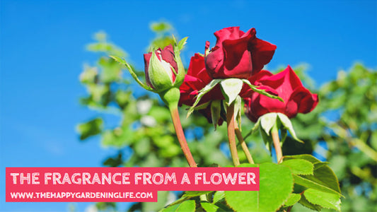 The Fragrance From A Flower