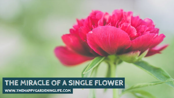 The Miracle Of A Single Flower
