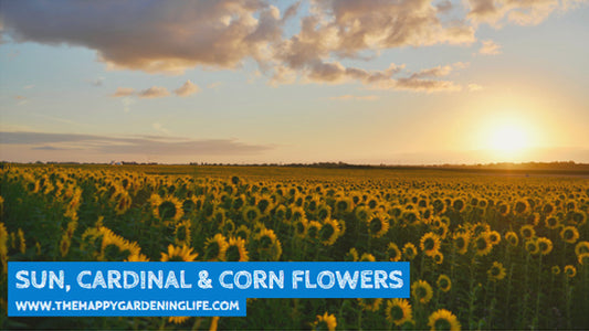 Sun, Cardinal & Corn Flowers