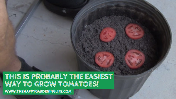 This is Probably the Easiest Way to Grow Tomatoes!