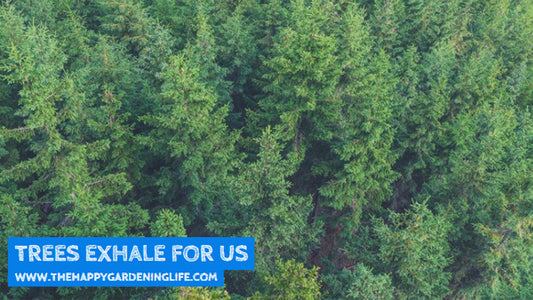 Trees Exhale For Us