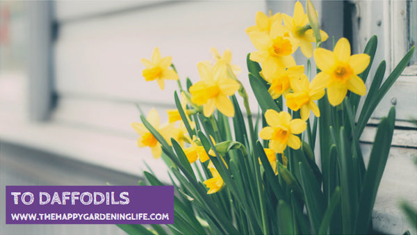 To Daffodils