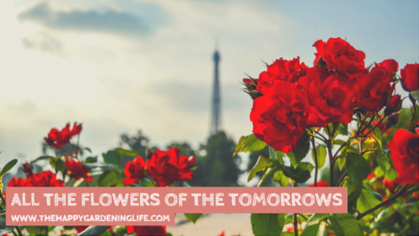 All The Flowers Of The Tomorrows