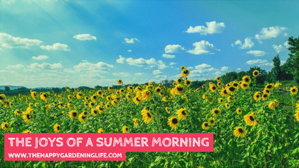 The Joys Of A Summer Morning
