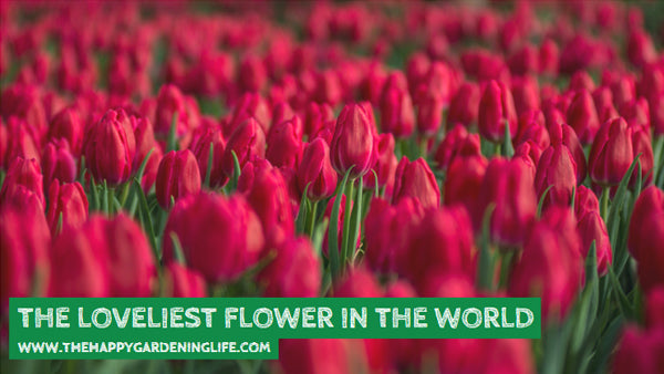 The Loveliest Flower In The World