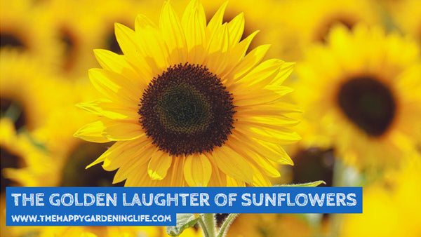 The Golden Laughter Of Sunflowers