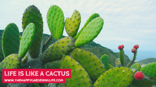 Life Is Like A Cactus