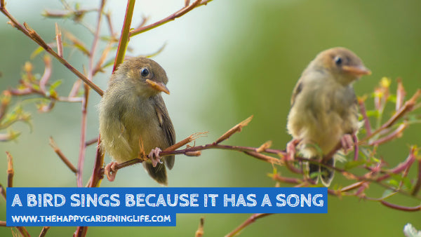 A Bird Sings Because It Has A Song