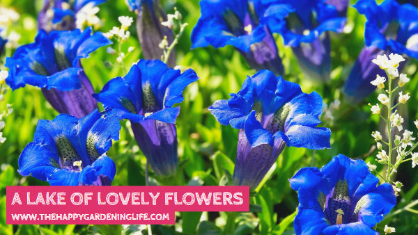 A Lake Of Lovely Flowers
