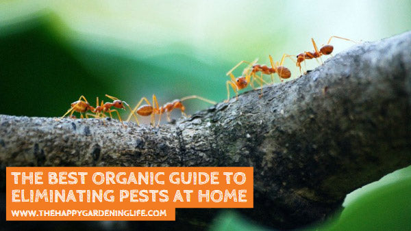 The Best Organic Guide to Eliminating Pests at Home