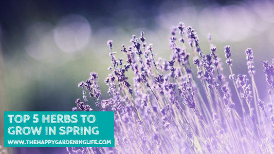 Top 5 Herbs to Grow in Spring