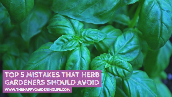 Top 5 Mistakes That Herb Gardeners Should Avoid